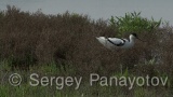 Video of Pied Avocet - Pied Avocet eating in lake in Bulgaria
